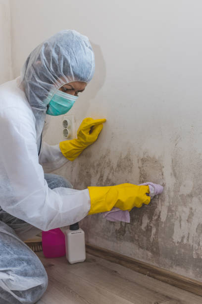 Best Crawl Space Mold Remediation  in Alma, GA