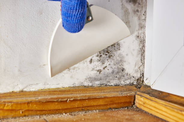 Best HVAC Mold Inspection and Cleaning  in Alma, GA