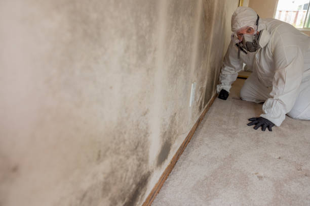 Best Mold-Related Health Consultation  in Alma, GA